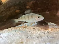 Baars [Perca fluviatilis]